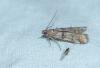 Khorassania compositella